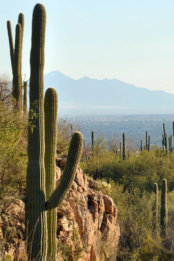 desert
